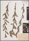 Foto von Salix cinerea L.